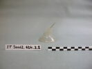 col, fragment, image 1/3