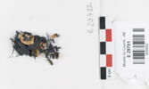 bande décorative d'habillement ; fragment, image 1/2