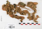 décor de textile ; fragments, image 1/2