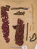 bande décorative d'habillement ; fragment, image 1/3