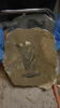 flacon urinal, fragment, image 2/2