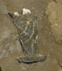 flacon urinal, fragment, image 1/2
