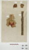 bande décorative d'habillement ; décor de textile ; fragment, image 1/2