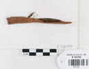 bande décorative d'habillement ; fragment, image 1/2