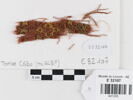 bande décorative d'habillement ; fragment, image 1/2