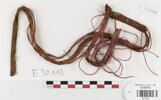 bande décorative d'habillement ; fragment, image 1/2