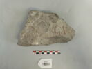 chapiteau, image 1/7