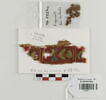 bande décorative d'habillement ; fragment, image 1/2