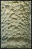 moule, fragment, image 2/2