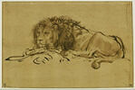 Lion au repos, image 2/3